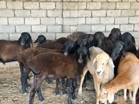 Sheep (batch, sex not specified), Sheep — photo 1
