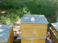 Arıçılıq üçün tam avadanlıq dəsti – çoxsaylı rəngli taxta arı — foto 2