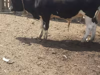 Bull, Russian Black pied cattle — photo 1