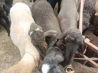 Owce (partia, płeć nieokreślona), Edilbay sheep — zdjęcie 2