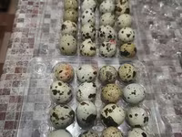 Quails — Foto 1