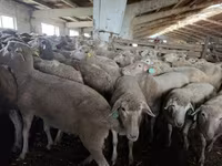 نعجة, Kuibyshev sheep — الصورة 1