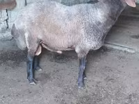 Ram, Sheep — photo 3