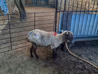 Sheep, Sheep — photo 2