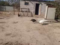 Turkeys — الصورة 1