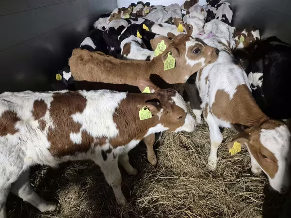 Byk, Simmental cattle