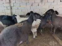 母羊, Sheep — 照片 2