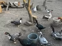Ducks — foto 2