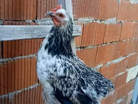 Chickens — photo 1