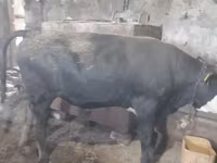 Bulle, Russian Black pied cattle — Foto 3