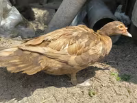Ducks — photo 2