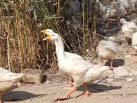 Geese — फ़ोटो 5