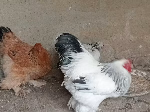 Brahma