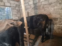 Cow, Holstein breed — photo 2