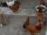 Chickens — Foto 3