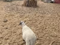 公羊, Tsigai sheep — 照片 3