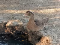 Ducks — photo 6