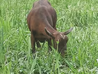 عنزة, Irish goat — الصورة 5