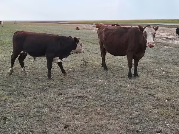 Krowa, Simmental cattle