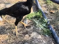 Chickens — photo 4