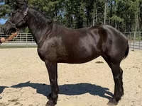 Stute, Percheron — Foto 2