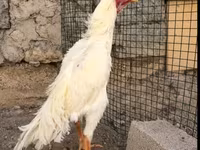 Malay döyüşçü — foto 1