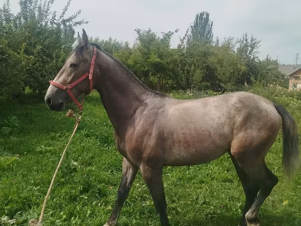 Hengst, French Trotter