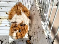 Heyvan: Dekorativ dəniz donuzu (guinea pig) Xüsusiyyətlər: - Rəng — Foto 2