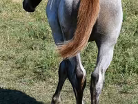Madyan, Quarter Horse — foto 3