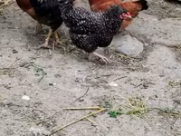 Chickens — photo 1