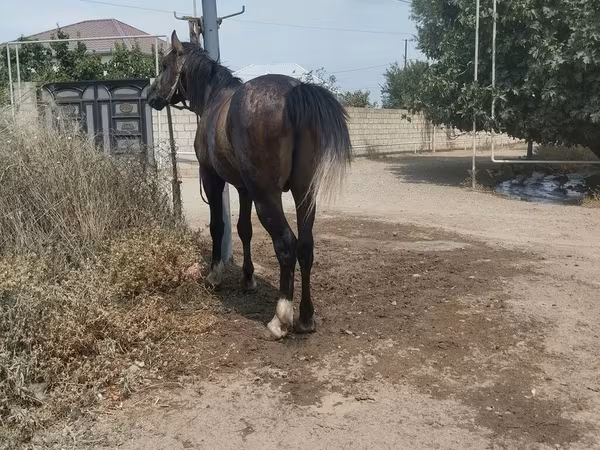 At, Atlar — Azərbaycan
