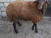 Qoyun, Qoyunlar — foto 2