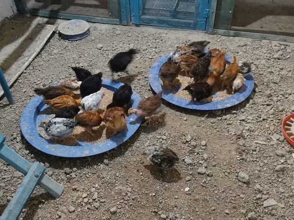 Chickens — Azərbaycan
