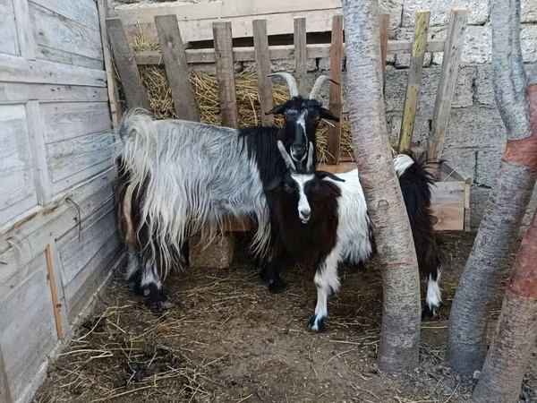 Goat, Goats — Azerbaijan
