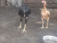 Chickens — photo 3