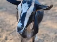 Koza, Toggenburg goat — foto 2