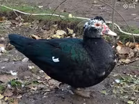 Ducks — Foto 1
