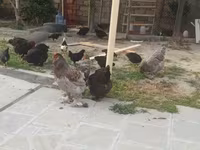 Brahma — foto 4