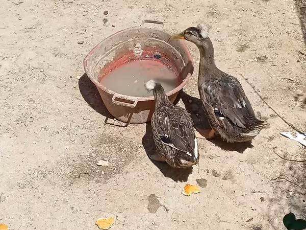 Crested — Azerbaijan
