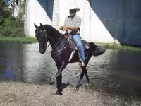 Kobyła, Tennessee Walking Horse — zdjęcie 4