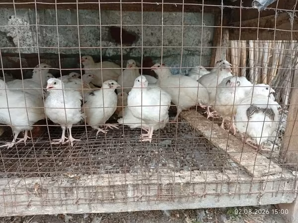 King Quail — Azerbaijan