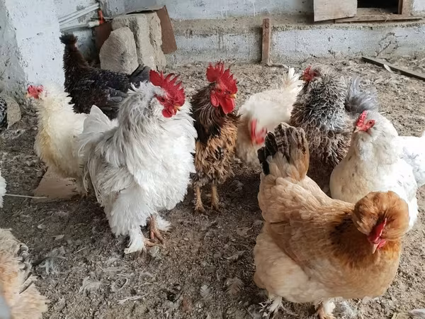 Chickens — Azerbaijan