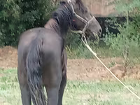 At, Priob horse — foto 3