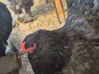 Brahma — photo 5