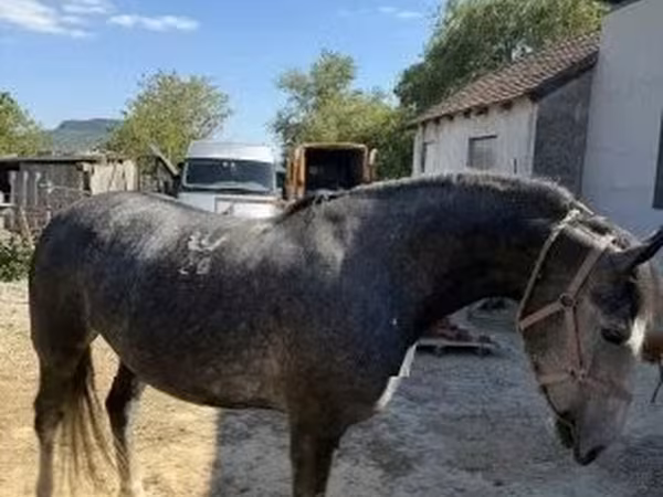 Égua, Lipizzaner