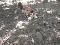 Chickens — photo 2