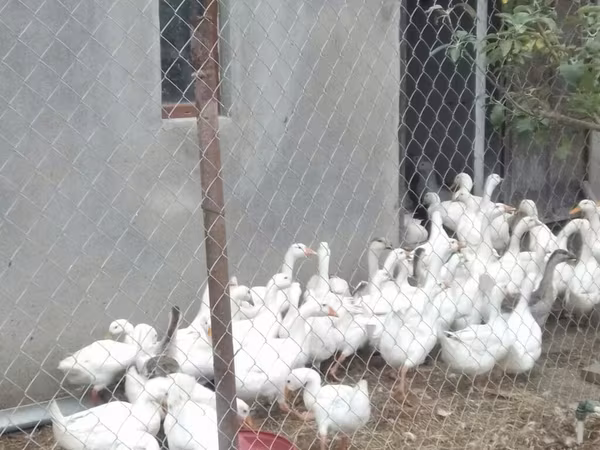 Geese