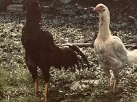 Chickens — Foto 2