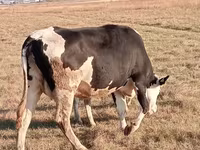 İnək, Latvian Blue cattle — foto 4