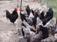 Australorp — foto 1